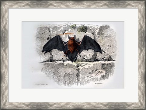 Framed Bat I Print