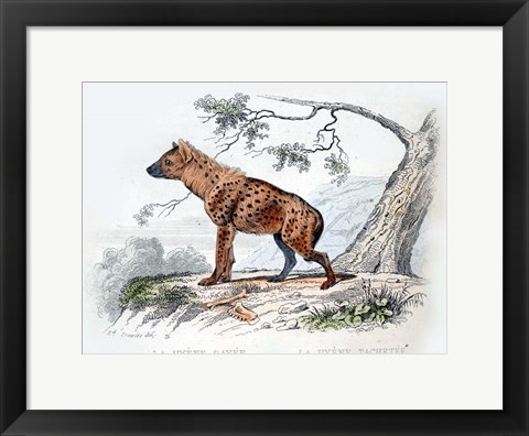 Framed Hyena II Print