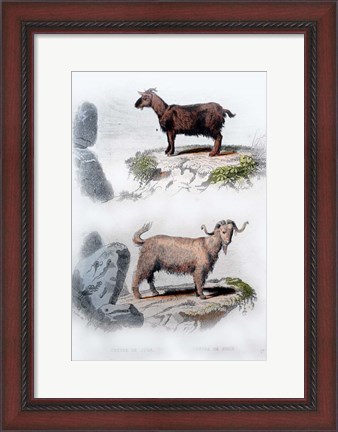 Framed Pair of Goats Print
