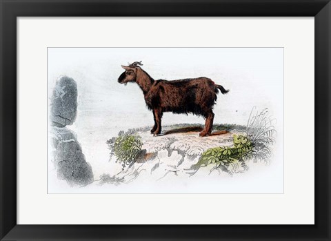 Framed Goat I Print