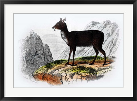 Framed Mammal III Print