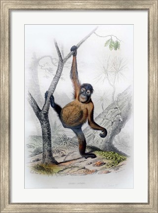 Framed Orangutan Print