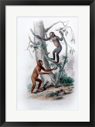 Framed Pair of Monkeys II Print