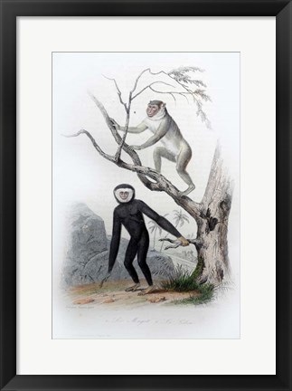 Framed Pair of Monkeys III Print