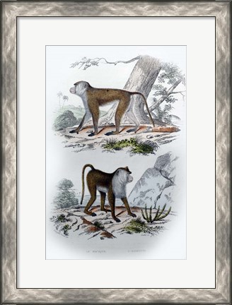 Framed Pair of Monkeys V Print