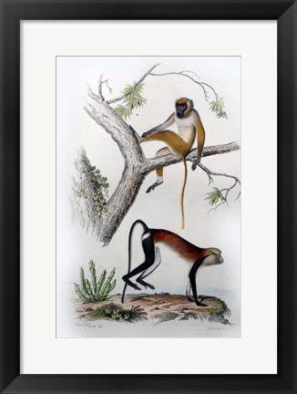 Framed Pair of Monkeys VII Print