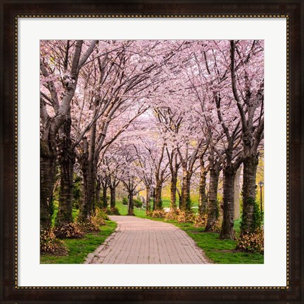 Framed Cherry Blossom Trail Print