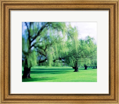Framed Willow Trees Print