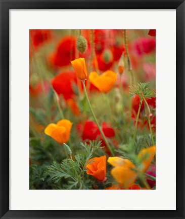 Framed California Golden Poppies and Corn Poppies, Washington State Print