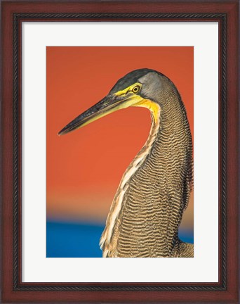 Framed Bare-Throated Tiger Heron, Tortuguero, Costa Rica Print