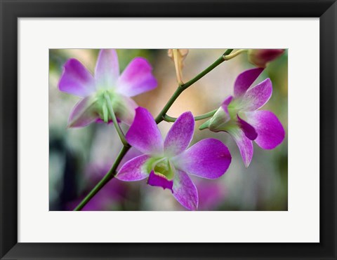 Framed Cattleya Orchid Flower Blossoms Print