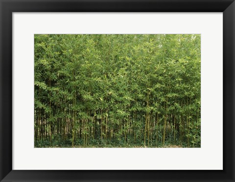 Framed Bamboo Trees in a Forest, Fukuoka, Kyushu, Japan Print
