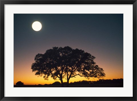 Framed Full Moon Over Silhouetted Tree Print