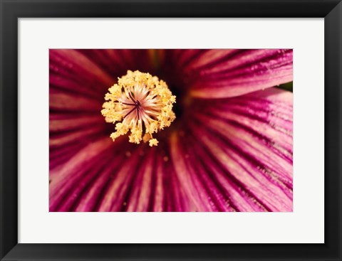 Framed Tree Mallow Pistil-Stamen Print