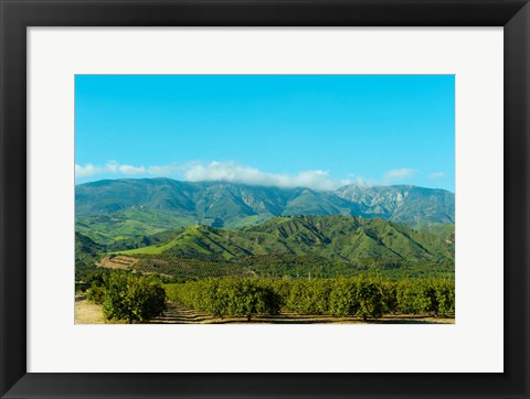 Framed Orange Tree Grove, Santa Paula, Ventura County, California Print