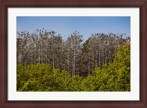 Framed Flock of Cormorant Birds, Lithuania Print