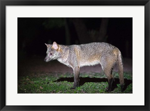 Framed Crab-Eating Fox, Pantanal Wetlands, Brazil Print