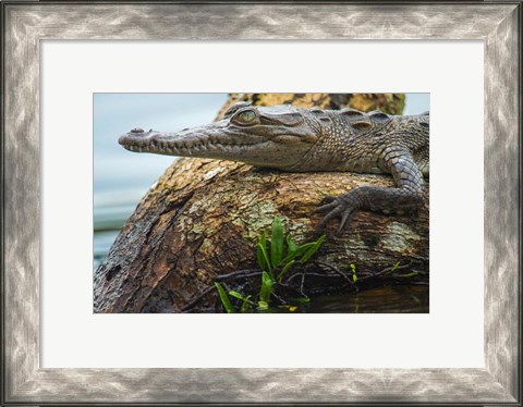 Framed American Crocodile, Tortuguero, Costa Rica Print