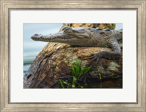 Framed American Crocodile, Tortuguero, Costa Rica Print