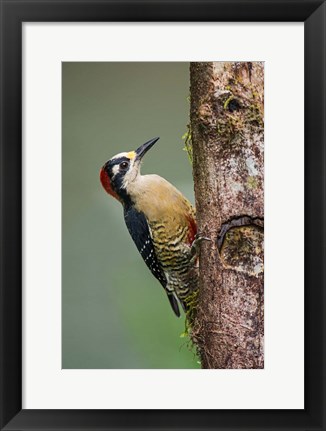 Framed Black-Cheeked Woodpecker, Sarapiqui, Costa Rica Print