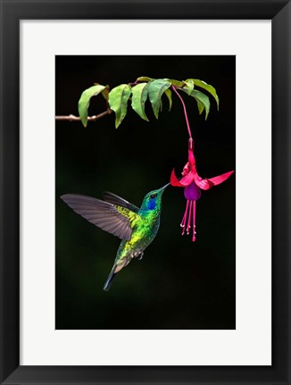 Framed Green Violetear, Savegre, Costa Rica Print