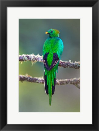 Framed Bird on a Branch, Savegre, Costa Rica Print