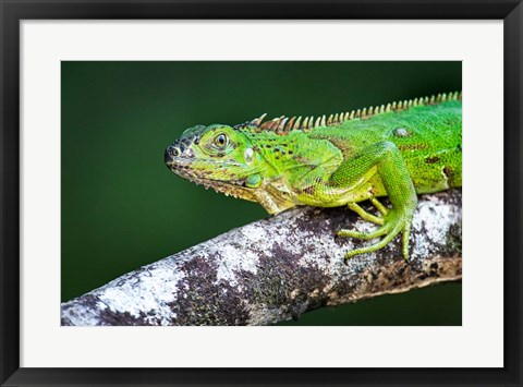 Framed Green Iguana, Tarcoles River, Costa Rica Print