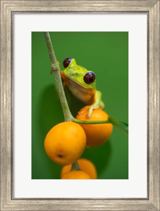 Framed Red-Eyed Tree Frog (Agalychnis callidryas), Tarcoles River, Pacific Coast, Costa Rica Print