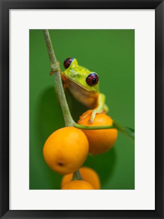 Framed Red-Eyed Tree Frog (Agalychnis callidryas), Tarcoles River, Pacific Coast, Costa Rica Print