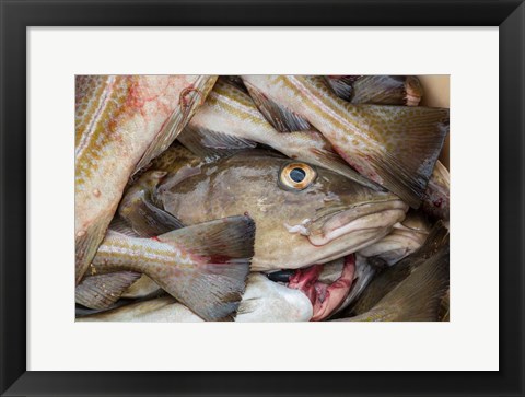 Framed Fresh Cod, Iceland Print