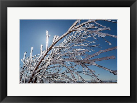 Framed Ice Crystals on tree branches, Iceland Print