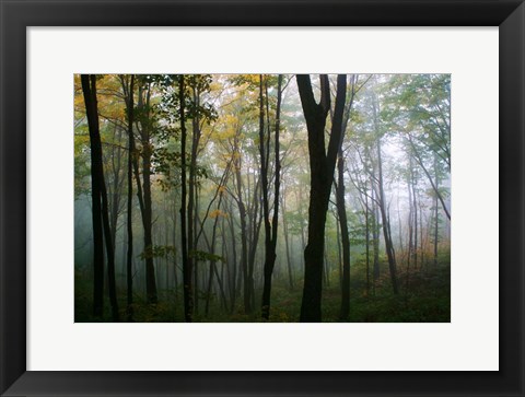 Framed Misty Forest In Autumn Print