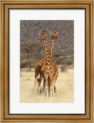 Framed Reticulated Giraffe Print