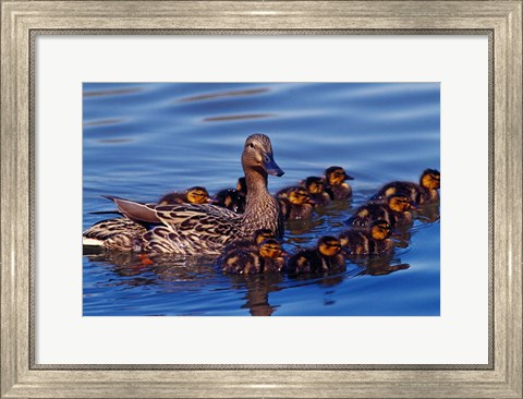 Framed Female Mallard Duck with Chicks, Ohio Print