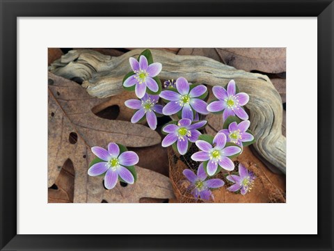 Framed Hepatica Flowers, Michigan Print