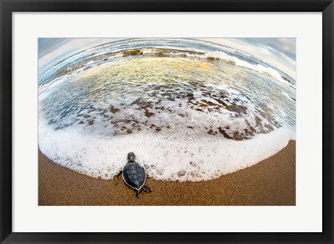 Framed Green Sea Turtle, Tortuguero, Costa Rica Print