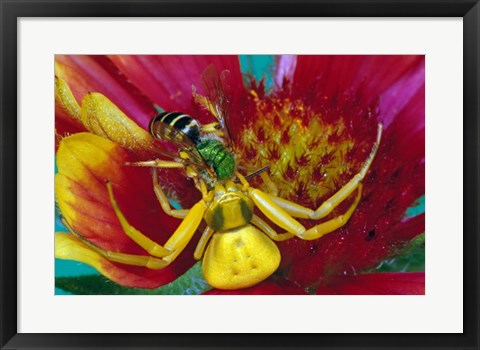 Framed Goldenrod Crab Spider Print