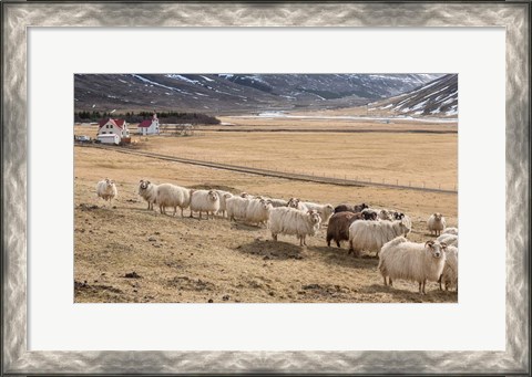 Framed Flock of Sheep, Iceland Print