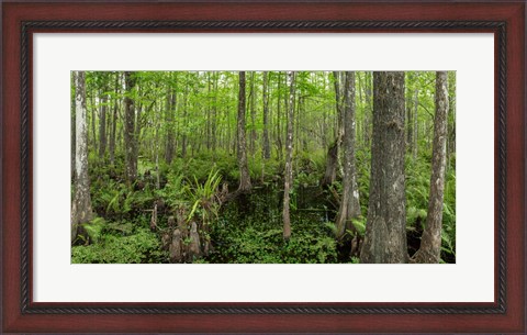 Framed Six Mile Cypress Slough Preserve in Fort Myers, Florida Print