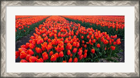 Framed Rows of Red Tulips in bloom, North Holland, Netherlands Print