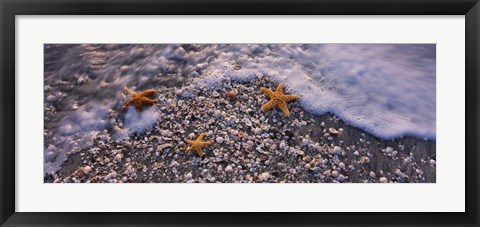 Framed Starfish on a Beach, Gulf Of Mexico, Florida Print