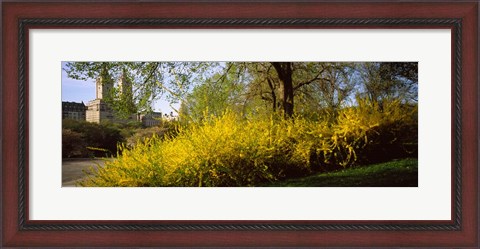 Framed Central Park in spring with buildings in the background, Manhattan, New York City, New York State, USA Print
