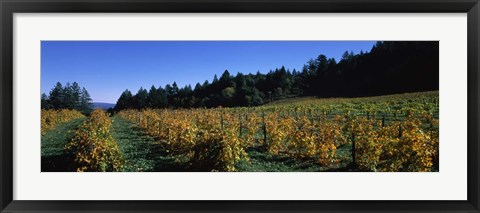 Framed Vineyard in Fall, Sonoma County, California Print
