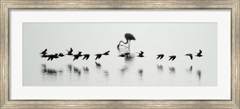 Framed Flamingos, Lake Manyara, Tanzania Print