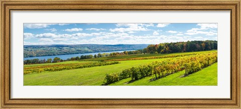 Framed Glenora Vineyard, Seneca Lake, Finger Lakes, New York State Print