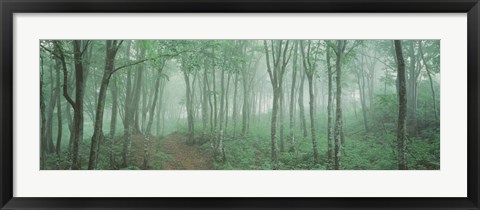 Framed Forest Niigata Martsunoyama-cho, Japan Print