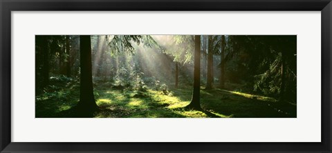 Framed Forest, Uppland, Sweden Print