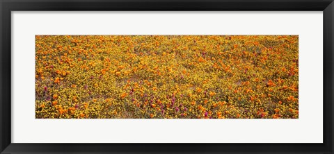 Framed Poppy Reserve Mojave Desert, California Print