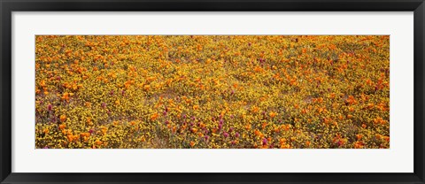 Framed Poppy Reserve Mojave Desert, California Print