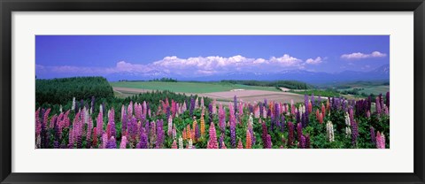 Framed Lupines Hokkaido, Japan Print